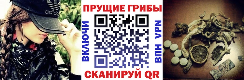 Купить где  Курган  Псилоцибиновые грибы мицелий 